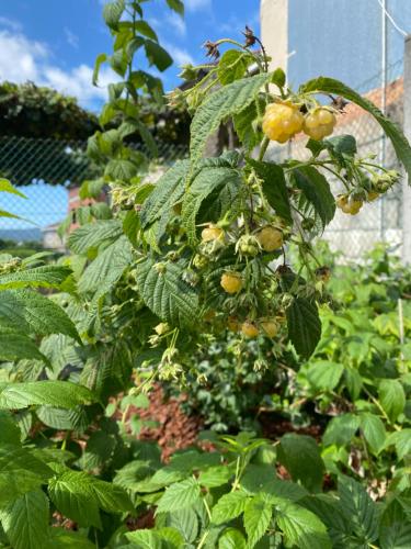 a bunch of fruit on a tree in a garden at CASA do CAMPO Lestrove in Padrón