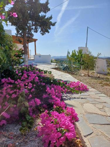 a garden of pink flowers on a sidewalk at Georgia Rooms Milos in Plaka Milou