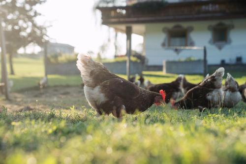 a group of chickens standing in the grass at Feriengut Unterhochstätt in Schwendt