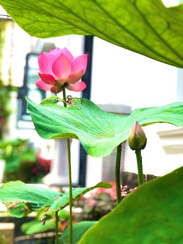 a pink flower sitting on top of a green leaf at Hotel Hoa Nắng in Bao Loc