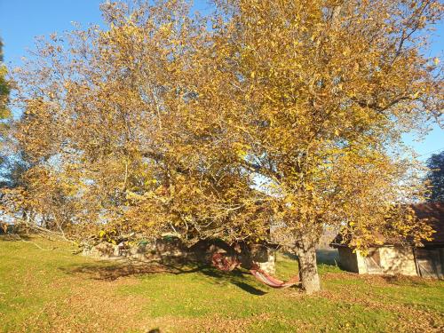a tree with yellow leaves on it in a field at Casa Batrana in Zece Hotare