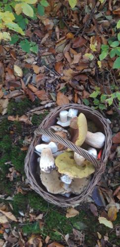 a basket full of mushrooms on the ground at Agroturystyka Koronkowe Zacisze in Koniaków