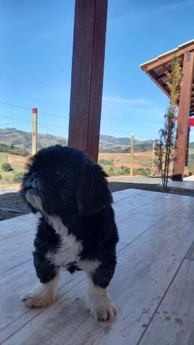 a black and white dog standing on a wooden deck at REFUGIO PIEMONTE Chalés in Socorro