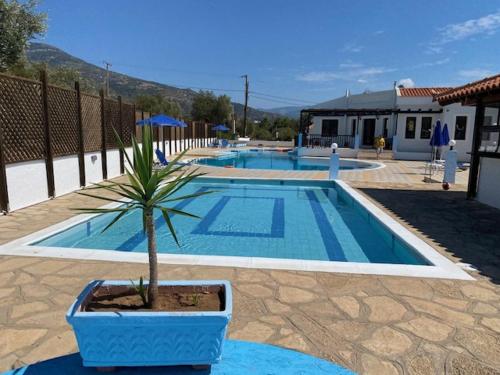 a small palm tree in a pot next to a swimming pool at Kyma Hotel in Marathokampos