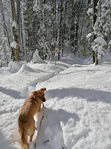 Το Gemütliche FeWo mit Sauna inmitten der Berge τον χειμώνα