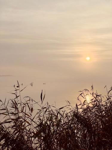 a sunset over the water with plants in the foreground at Strandby 1847 B&B in Nykøbing Falster