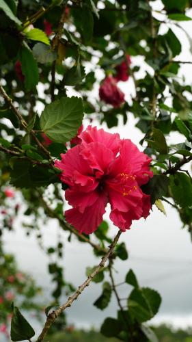 畢哈瓜的住宿－YELLOW SUNRISE - Rio Celeste Dreams，两朵粉红色的花挂在树上