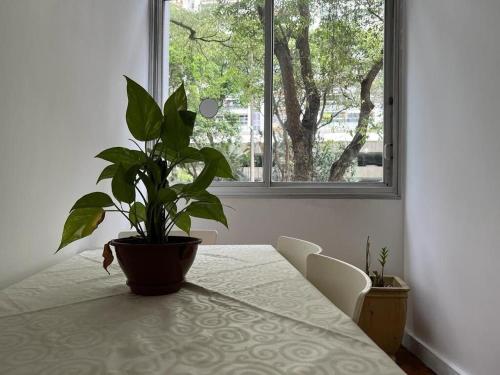 una planta sentada en una mesa frente a una ventana en Apartamento Excelente e Confortável no Flamengo, en Río de Janeiro
