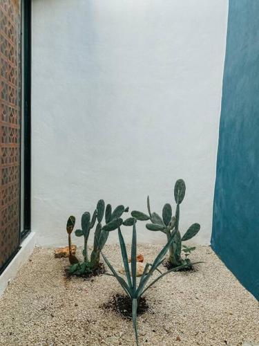 una planta de cactus sentada frente a una pared en Brand new Modern Casa w/ Pool 7 mins from Centro, en Mérida
