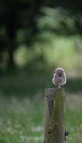 a small bird sitting on top of a wooden post at The Cat and The Owl B&B in Groenlo