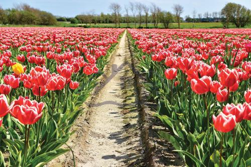 a field of red tulips in a field at LocaLise - M3C - La petite Bigoudène - Maison entièrement rénovée en duplex avec jardin - Tout à pied, plage, port, centre, commerces - Wifi inclus - Draps inclus - Animaux bienvenus in Le Guilvinec