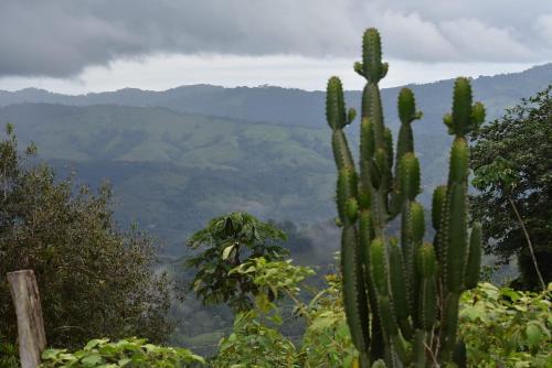 un cactus en primer plano con montañas en el fondo en Brisa de la montaña:Cabaña con vista al bosque de Platanillo y al mar, en Platanillo