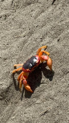 a crab on the sand on the beach at Boca de agua Villas in Nautla
