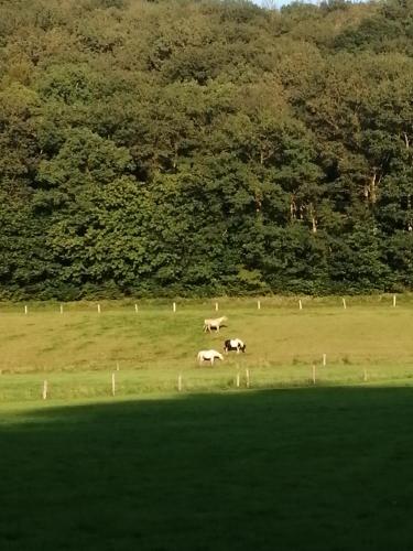 a group of animals grazing in a field at Chalet 94 la boverie in Rendeux