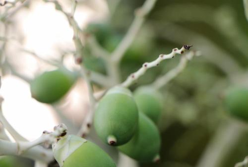 a bunch of green fruit on a tree at Ocean Blue Bay in Anse Volbert Village