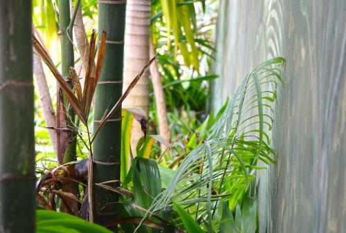 a group of plants next to a fence at Ocean Blue Bay in Anse Volbert Village