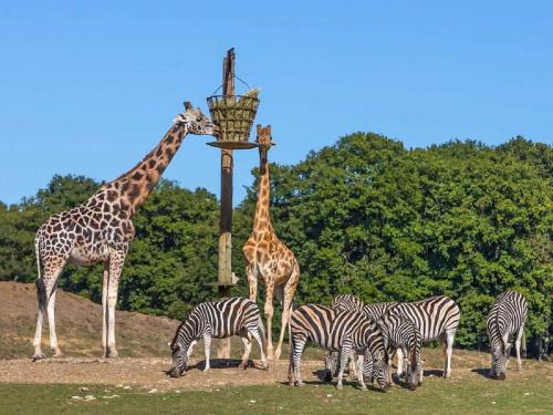 two giraffes and a herd of zebras eating from a basket at Appart moderne tout confort La Clef d'Élancourt in Élancourt