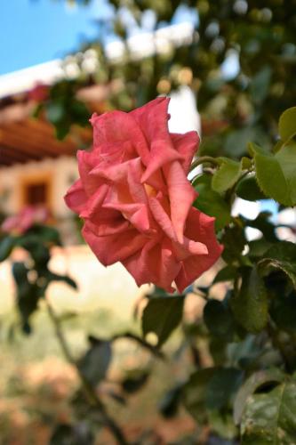 Fotografie z fotogalerie ubytování Villa Can Roser - Santa Gertrudis v destinaci Sant Mateu d'Albarca