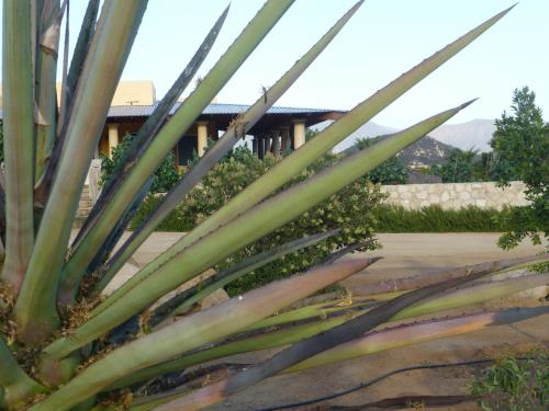 a close up of a plant in front of a building at Quinta Estrella in Valle de Guadalupe