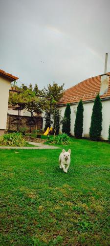 a cat laying in the grass in a yard at Apartmani Kačara in Sremski Karlovci