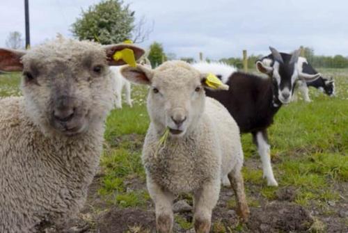 two sheep standing in a field with a cow at Niamh's Seaside Cottage in Kinvara