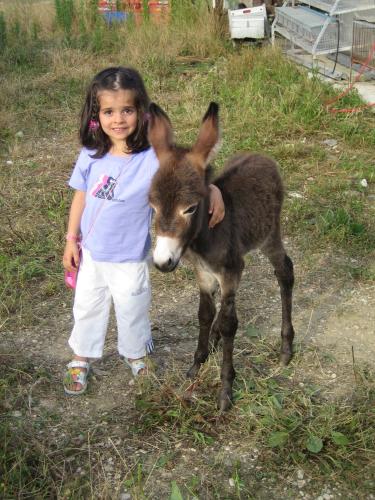 a little girl standing next to a baby donkey at Agriturismo Il Casale in Morrovalle