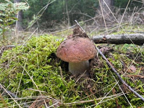 un champignon assis à terre dans l'herbe dans l'établissement Ferienwohnungen im Haus Waldstück, à Lärz