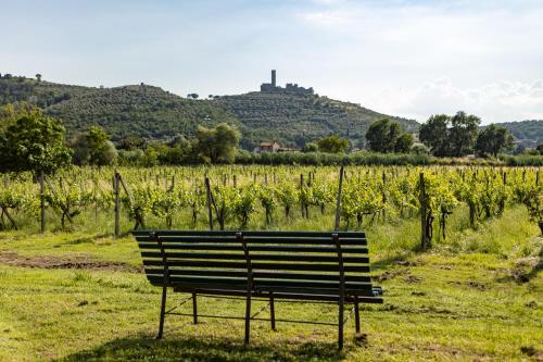 a park bench in a field with a vineyard at Agriturismo LaPievuccia in Castiglion Fiorentino