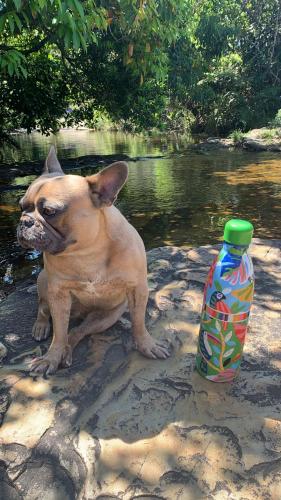 um pequeno cão sentado ao lado de uma garrafa de água em Pousada Villa Cachoeira em Carrancas