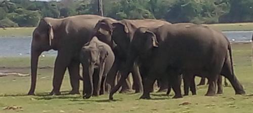 a group of elephants standing in a field at Kithmi Resort in Polonnaruwa