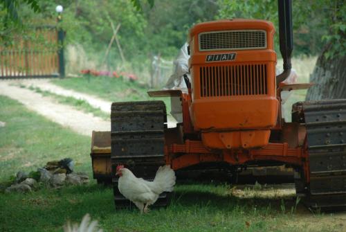 Animales en el agroturismo o alrededores