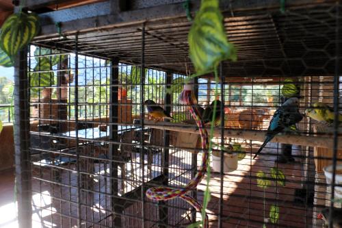 a cage with many birds in it at Hostal Rural Turre in Turre