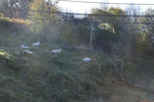 a group of white sheep grazing in a field at Guesthouse in Manger, Radøy Island in Kollstad