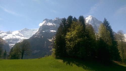 a green field with trees and mountains in the background at MOM - Alpine Boutique Apartments, Grindelwald gletscher, Eiger View Terrace Studio in Grindelwald