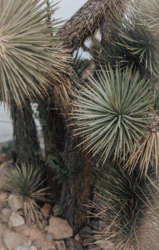 a close up of a palm tree with rocks at Perched on Paradise House in Yucca Valley
