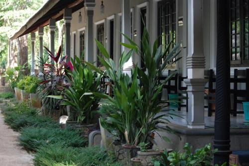 a row of plants on the side of a house at A4 Villa & Spa. in Habarana