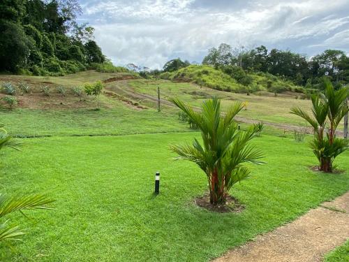 a green field with two palm trees in the grass at Drake Bay River View in Drake