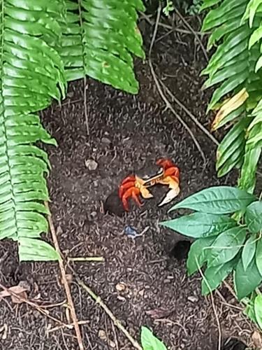a toy monkey laying on the ground in a forest at Vista Alta Ecolodge Bahia Drake in Drake