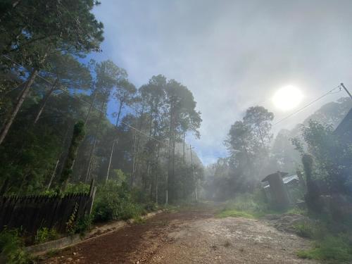 uma estrada de terra nebulosa numa floresta com árvores em Cabaña Milpa Huerto em San Cristóbal de Las Casas