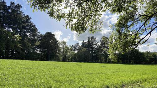 un campo de césped verde con árboles en el fondo en A Leira 116 Cabañas de diseño, en Sarria