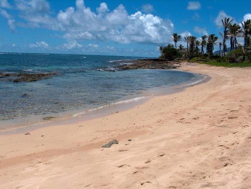 uma praia arenosa com palmeiras e o oceano em Moana Hale Nui em Hauula