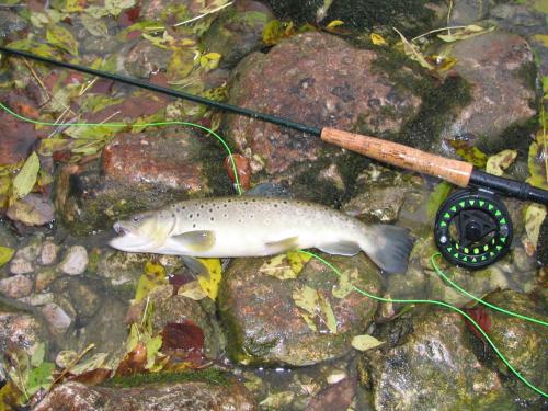 a fish laying on rocks next to a fishing rod at Apartments Gregorc in Bled