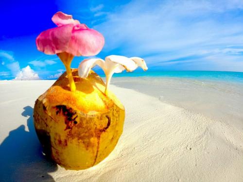 a coconut on the beach with two mushrooms on it at Wind Breeze Sunset View Inn in Guraidhoo