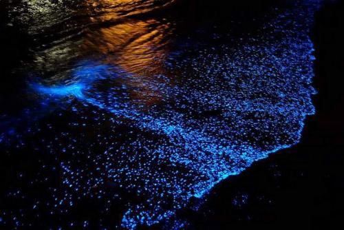 un grupo de luces azules en el agua por la noche en Wind Breeze Sunset View Inn en Guraidhoo