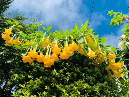 un ramo de flores amarillas en un árbol en Miliya Guest House en Nuwara Eliya