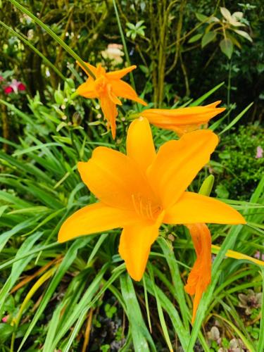 a yellow flower is growing in a garden at Miliya Guest House in Nuwara Eliya