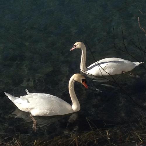 two white swans swimming in the water at Haus Katharina in Wagrain