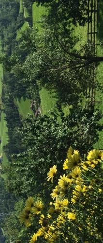 a bunch of yellow flowers in a group of trees at Haus Katharina in Wagrain
