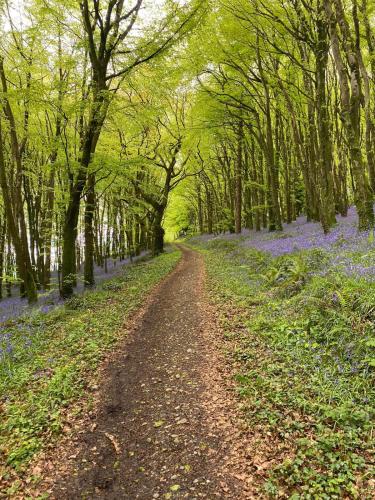 a dirt road in a forest filled with blue flowers at Oak House Laois B&B in Portarlington