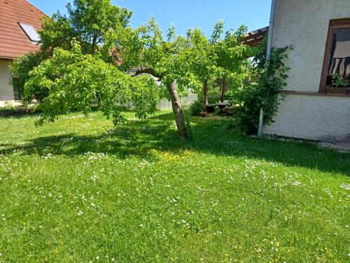 Zahrada ubytování Apartmán Radenice